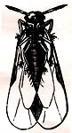 La filoxera