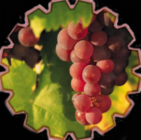 Viticultura